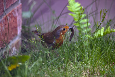 Close-up of a bird on field