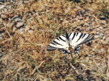 Close-up of butterfly on flower