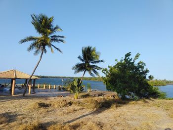 A house and palm trees by a river in the late afternoon