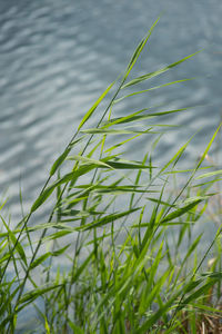 High angle view of grass by lake