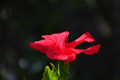 Close-up of red flower