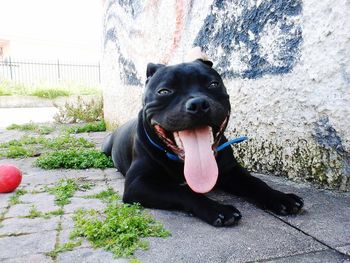 Portrait of black dog