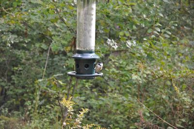 Close-up of bird perching on feeder against trees