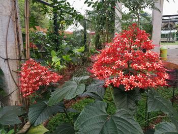 Close-up of red flowers blooming on tree