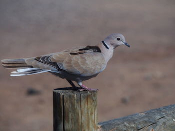 Close-up of bird perching outdoors