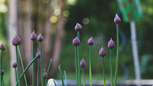 Close-up of purple flowering plants