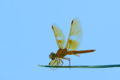 Close-up of dragonfly on leaf against clear blue sky