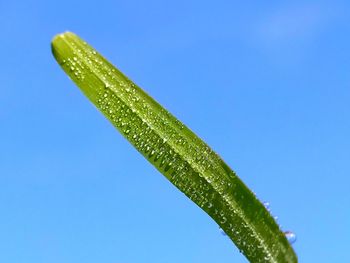 Close-up of wet leaf against clear blue sky