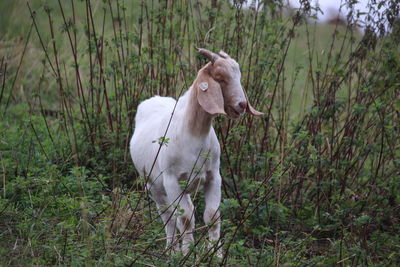 Sheep standing in a field