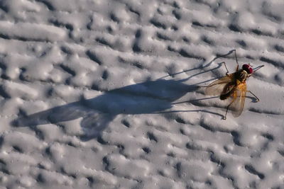 Close-up of insect on snow