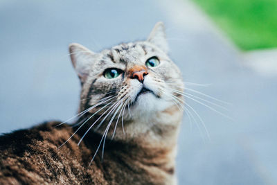 Close-up portrait of cat