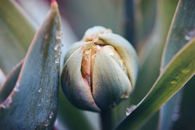 Close-up of flowering plant