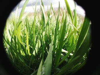 Close-up of plant