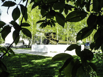 Plants and trees in park