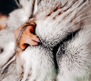 Close-up of a cat