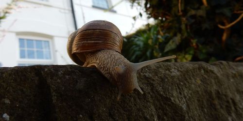 Close-up of snail on rock