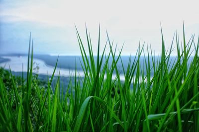 Close-up of grass on land against sky