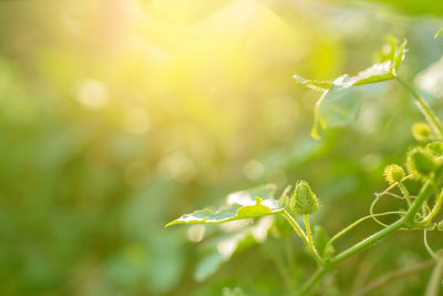 Close-up of plant