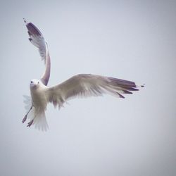 Low angle view of seagull flying against clear sky