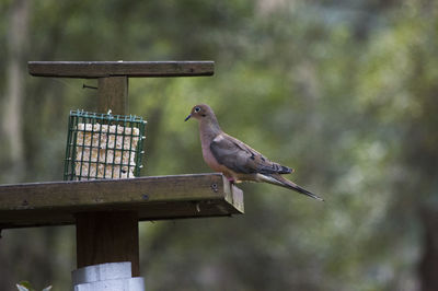 Close-up of bird perching outdoors