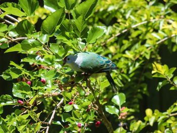 Close-up of bird perching on tree