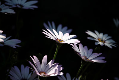 Close-up of white daisy