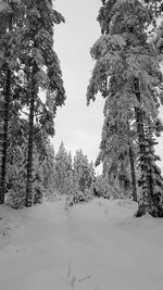 Trees on snow covered field against sky