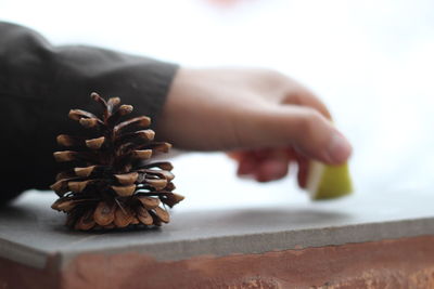 Close-up of hand of a young man holding pine cone in winter