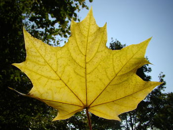 Close-up of yellow maple leaf against sky