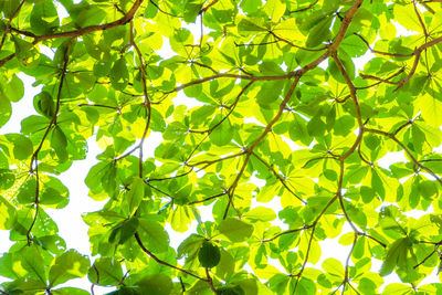 Low angle view of tree against sky