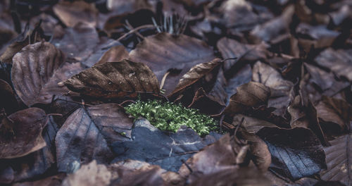 High angle view of dry leaves on field