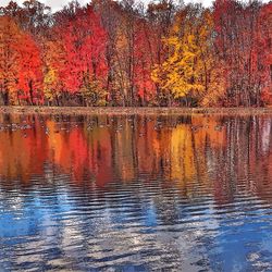 Reflection of trees in water