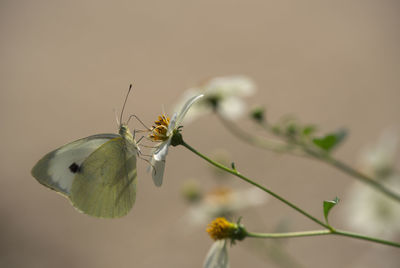 Close-up of insect on plant