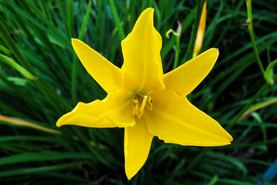 Close-up of yellow day lily blooming outdoors