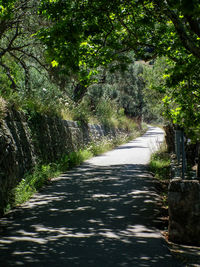 Walkway amidst trees against sky