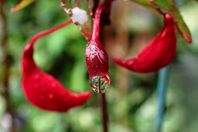 Close-up of water drops on plant