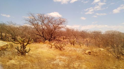 Bare trees on grassy field against sky