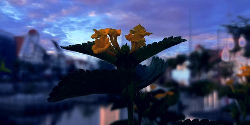 Close-up of yellow flowering plant against sky