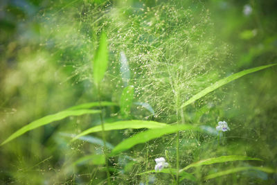 Close-up of water drops on plant