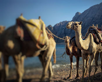 Camels standing on field