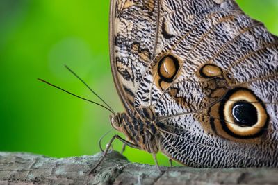 Close-up of butterfly