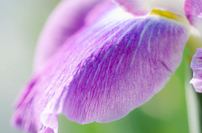 Close-up of pink purple flower