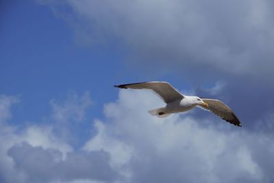 Low angle view of seagull flying in sky