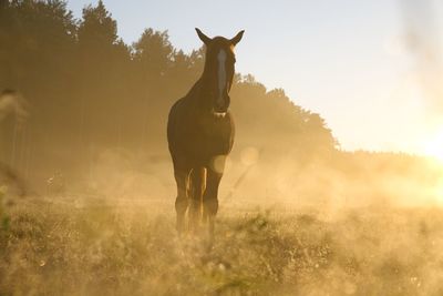 Side view of horse standing on field on sunrise