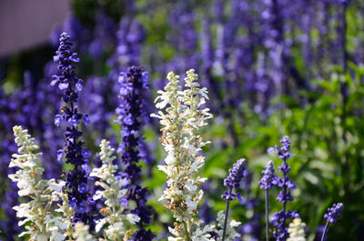Close-up of lavender blooming on field