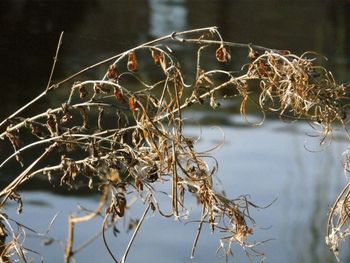 Close-up of plants against lake