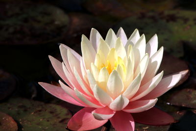 Close-up of lotus water lily in pond