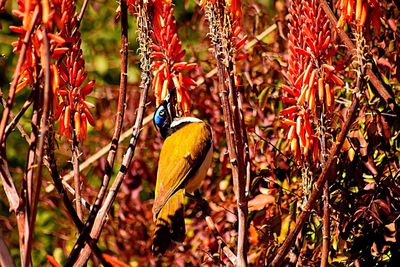 Close-up of bird perching on tree