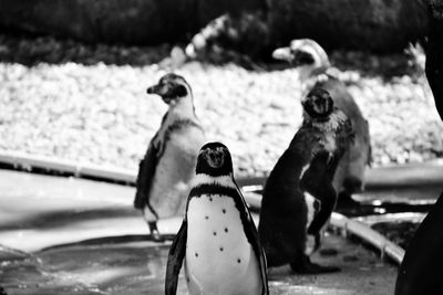 Close-up of pinguins 