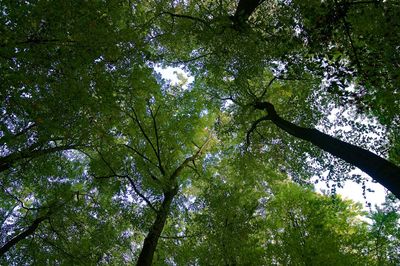 Low angle view of trees against sky